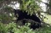 A Minnesota black bear - File photo by Ardie Lien